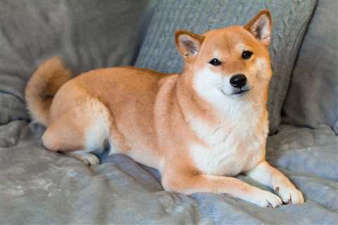 2 Cryptocurrencies That Could Dwarf Shiba Inu