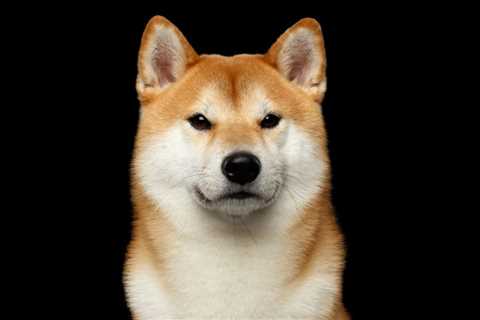 The Shiba Inu Black