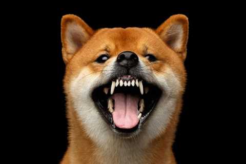 It's Happening Again - Shiba Inu Goes Parabolic, Shooting 38% Higher Today - Shiba Inu Market News