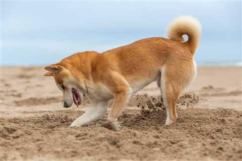 Shiba Inu Sets Record Number of Token Holders While Price Slid as Much as 13% Today - Shiba Inu..