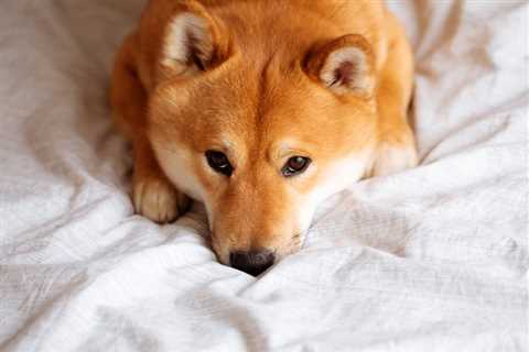 Can Shiba Inu Repeat Its 2021 Return of 43,800,000%? - Shiba Inu Market News