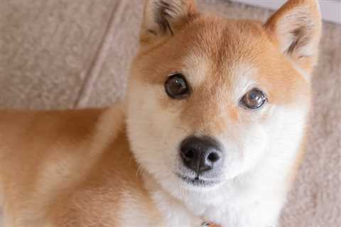 2 Cryptocurrencies to Buy in a Heartbeat Over Shiba Inu in April - Shiba Inu Market News