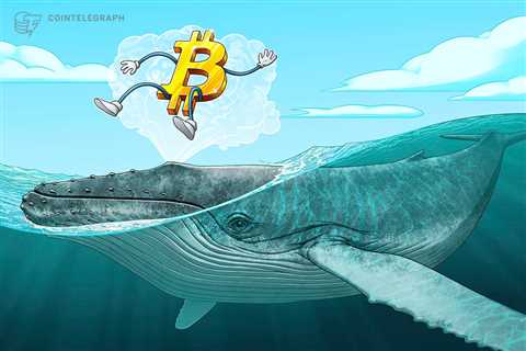 Bitcoin whale holdings at 7-month highs despite warnings of BTC price crash to $20K 