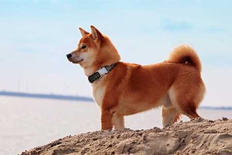 Shiba Inu burn rate plummets with Ryoshi disappearance, SHIB could crash like Terra’s LUNA - Shiba..