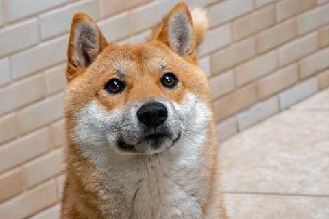 This is the reason why whales are buying Shiba Inu regardless of its price action - Shiba Inu..