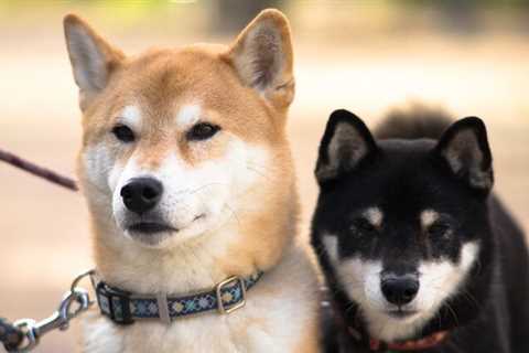 Everything you need to know about Shiba Inu’s Ryoshi Vision rewards before June 29 - Shiba Inu..