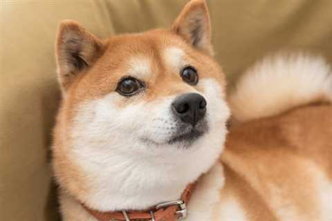 Is Shiba Inu a Buy? This One Metric Holds the Answer - Shiba Inu Market News