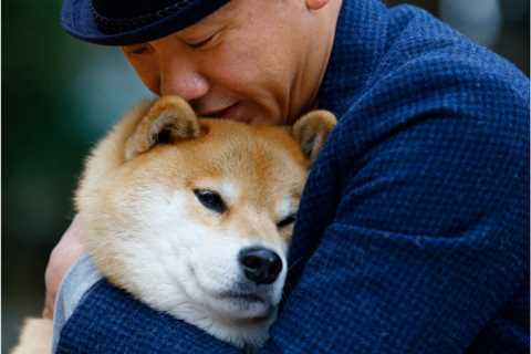 Shiba Inu Welcomes More Than 100,000 Holders This Year - Shiba Inu Market News