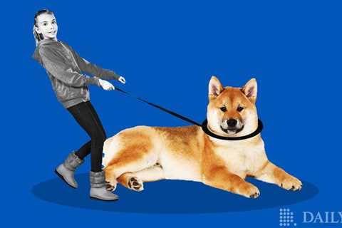 Shiba Inu’s (SHIB) Shibarium in Testing Mode - Potential Launch Date Revealed - Shiba Inu Market..