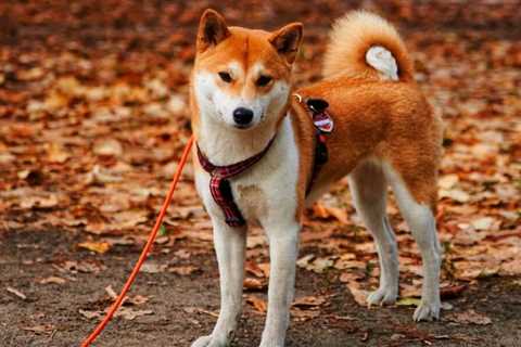 How High can SHiB reach before 2023? - Shiba Inu Market News