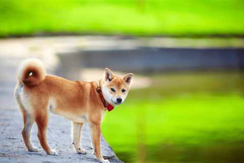 Decoding Shiba Inu's potential targets amidst its current bull run - Shiba Inu Market News