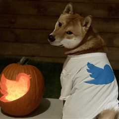 Dogecoin price surges as Elon Musk hints of Twitter integration