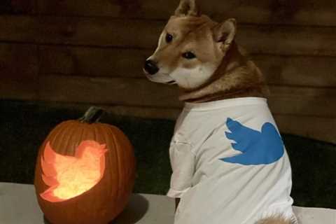 Dogecoin price surges as Elon Musk hints of Twitter integration